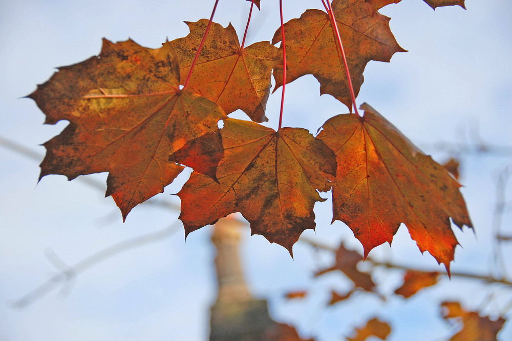 the colour of autumn