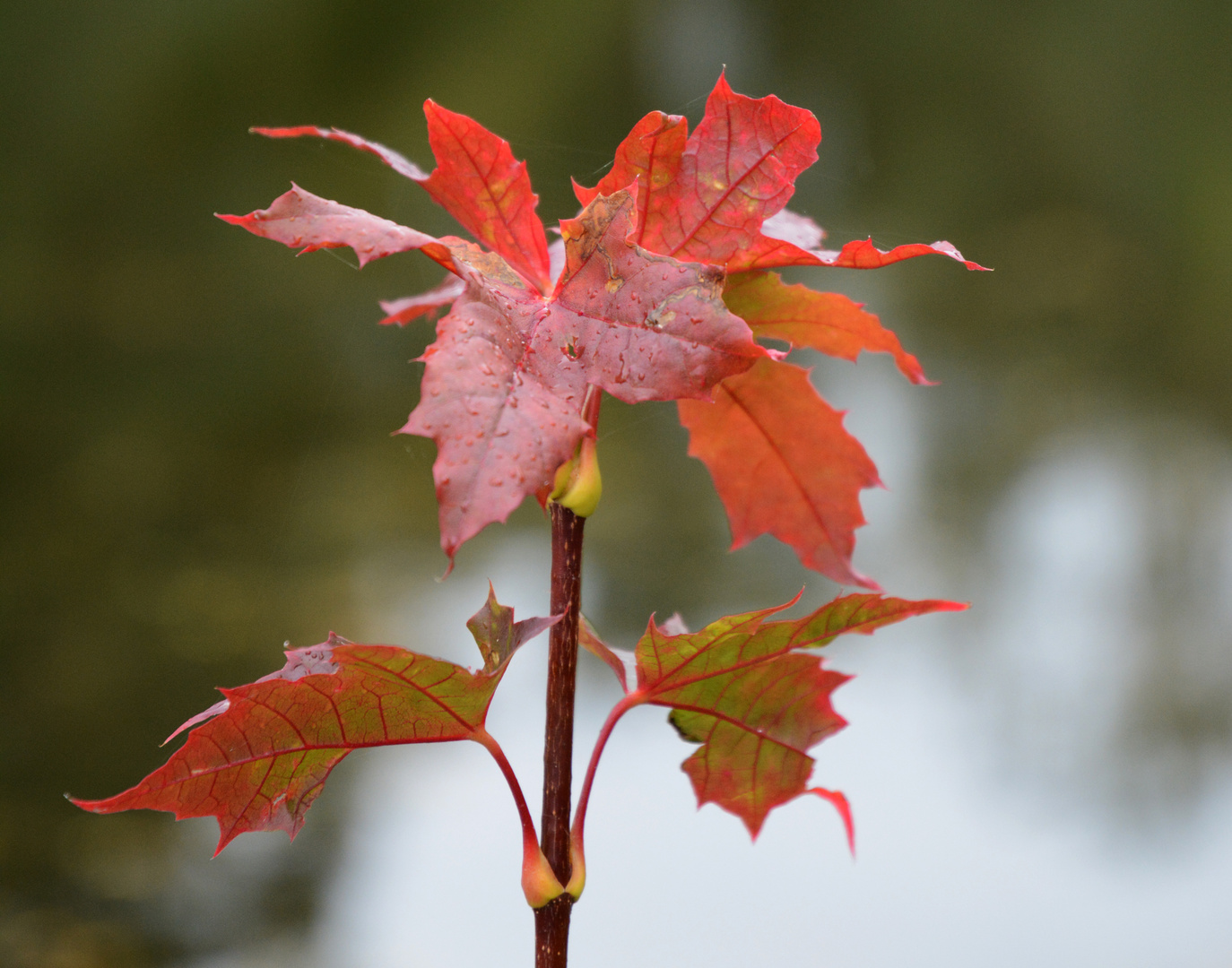 The colour of autumn