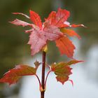 The colour of autumn