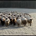 The Colour of Sheep