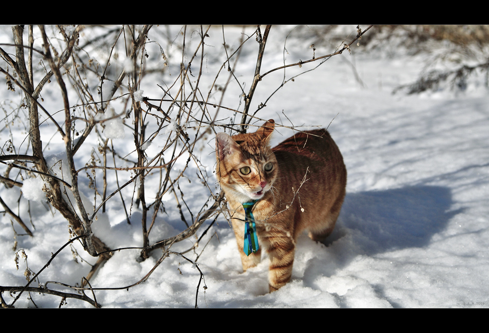 The Colour of Snow