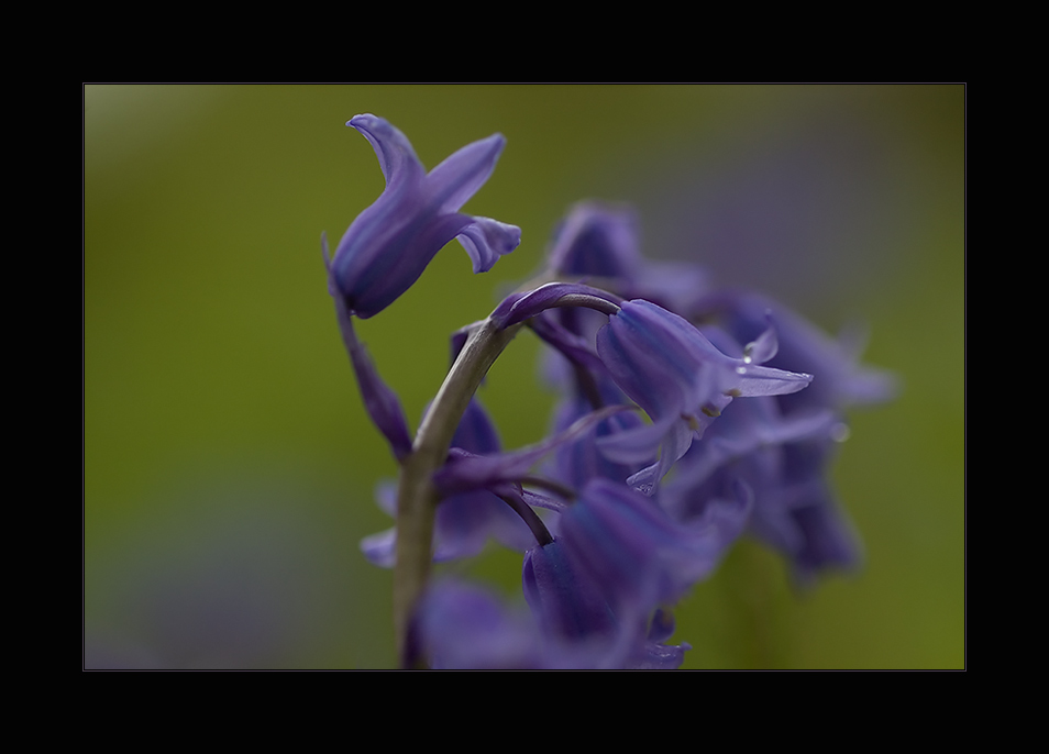 The Colour Purple