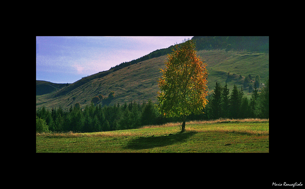 The Coloured Tree