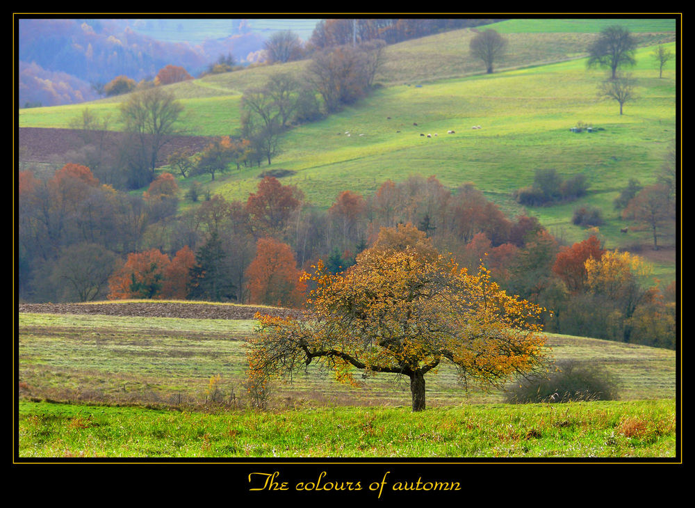 The colours of automn