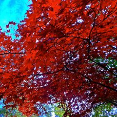 THE COLOURS OF AUTUMN 2013