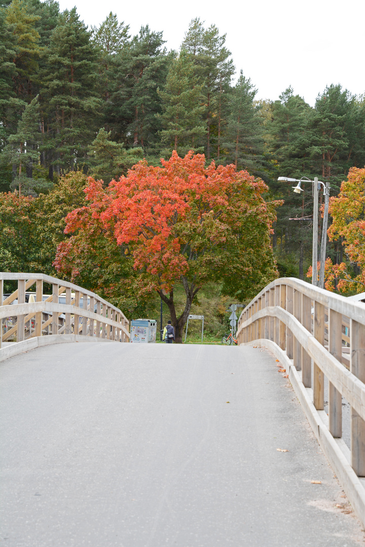 The colours of autumn behind the bridge