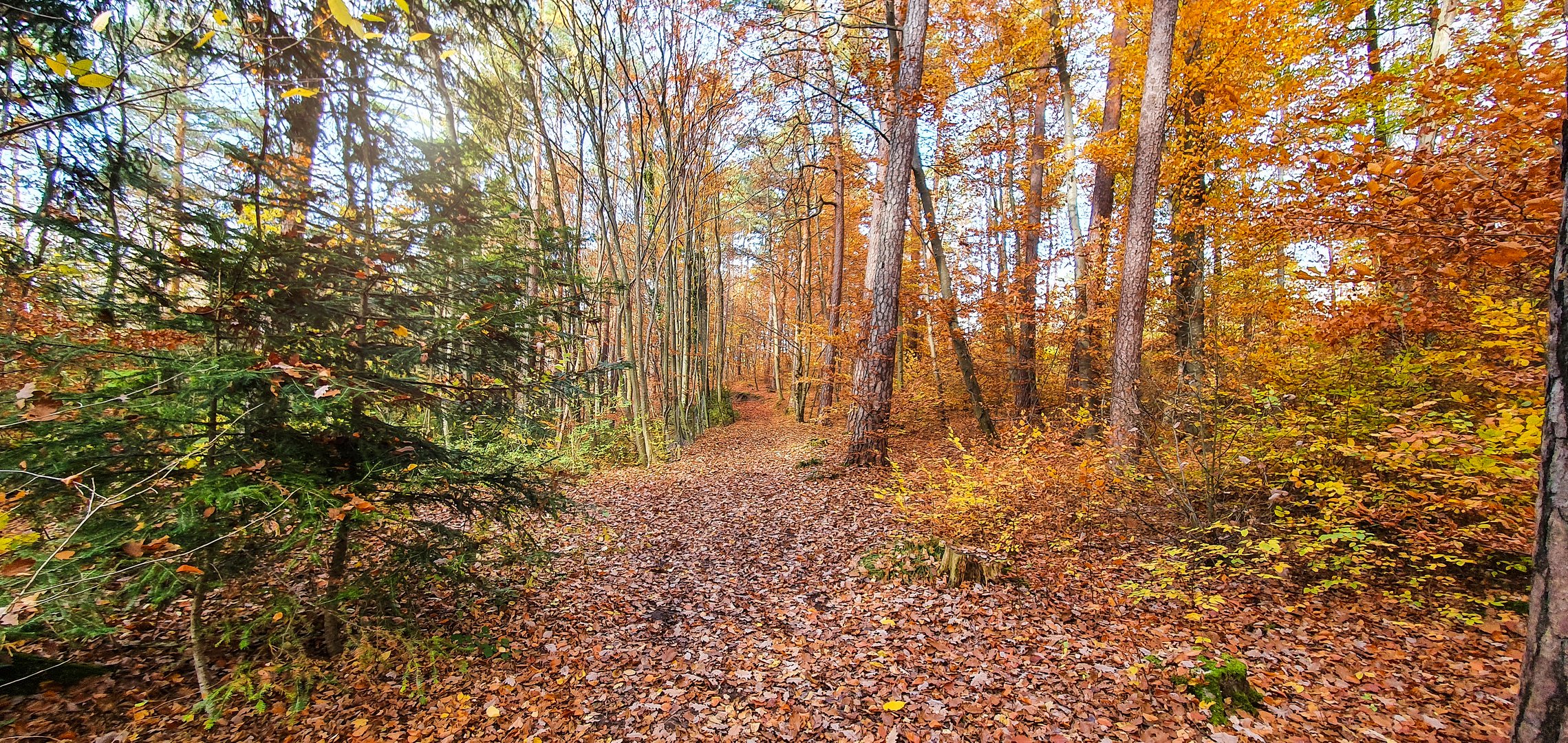 THE COLOURS OF AUTUMN