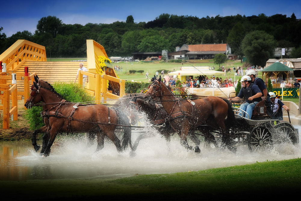 the colours of horses