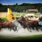 the colours of horses