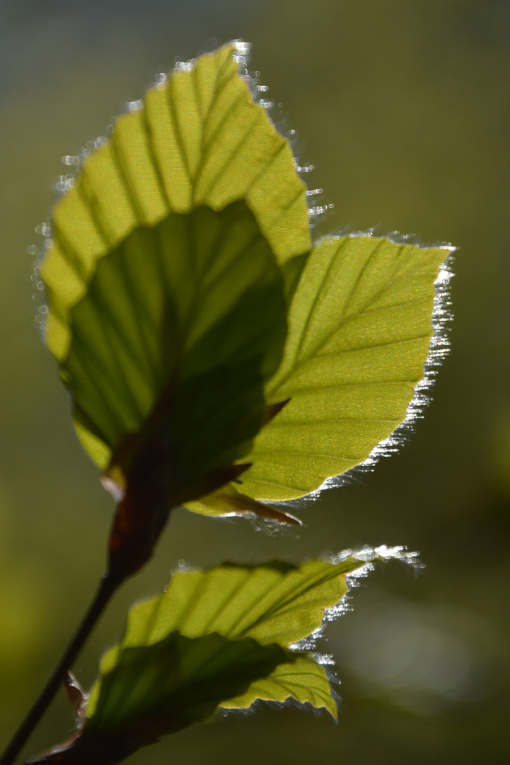 The colours of spring