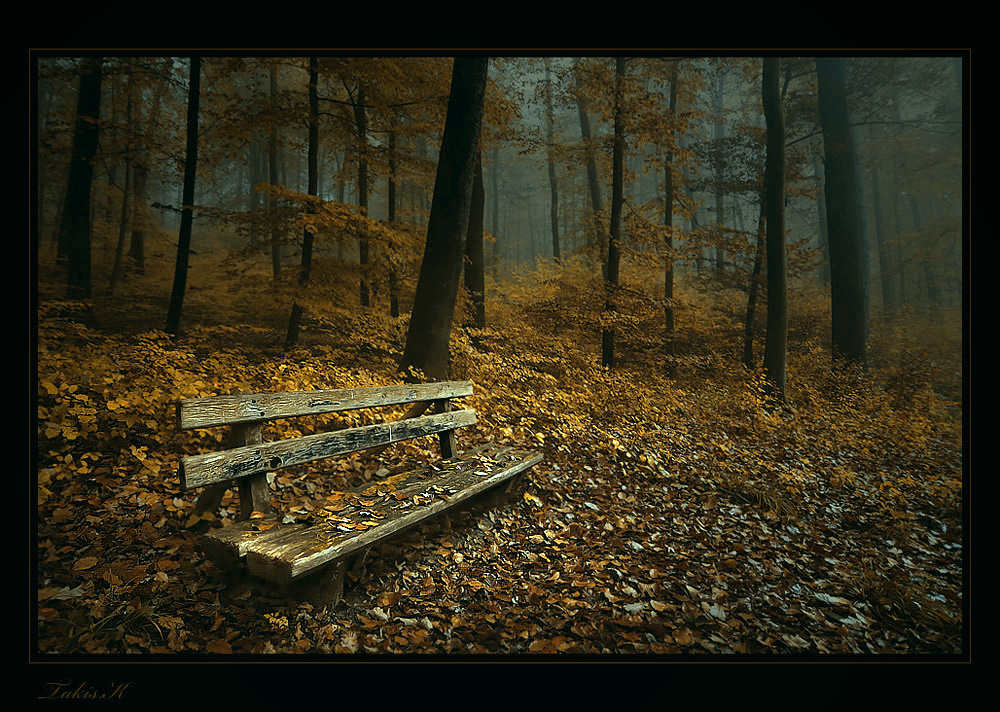 the colours of the forest in autumn