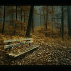 the colours of the forest in autumn