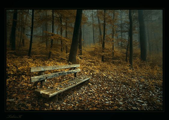the colours of the forest in autumn