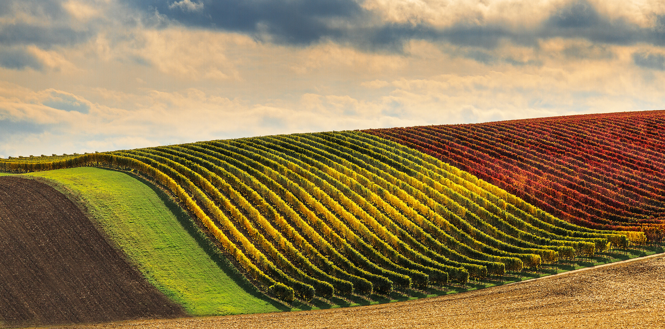 The colours of wine