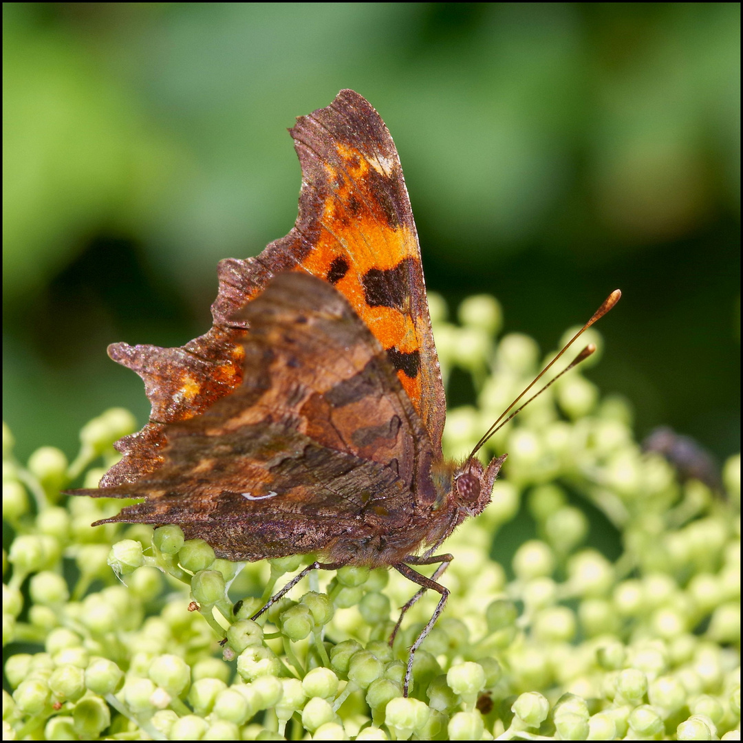 The Comma (Polygonia c-album)