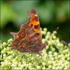 The Comma (Polygonia c-album)