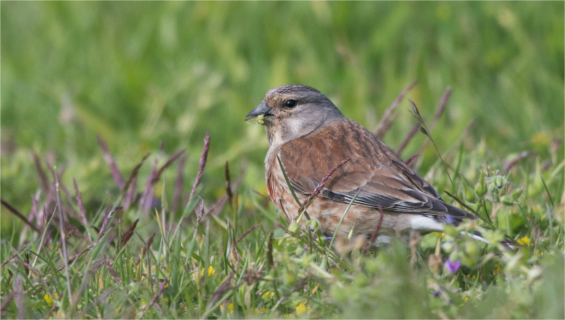 The Common Linnet