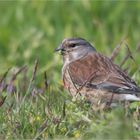 The Common Linnet