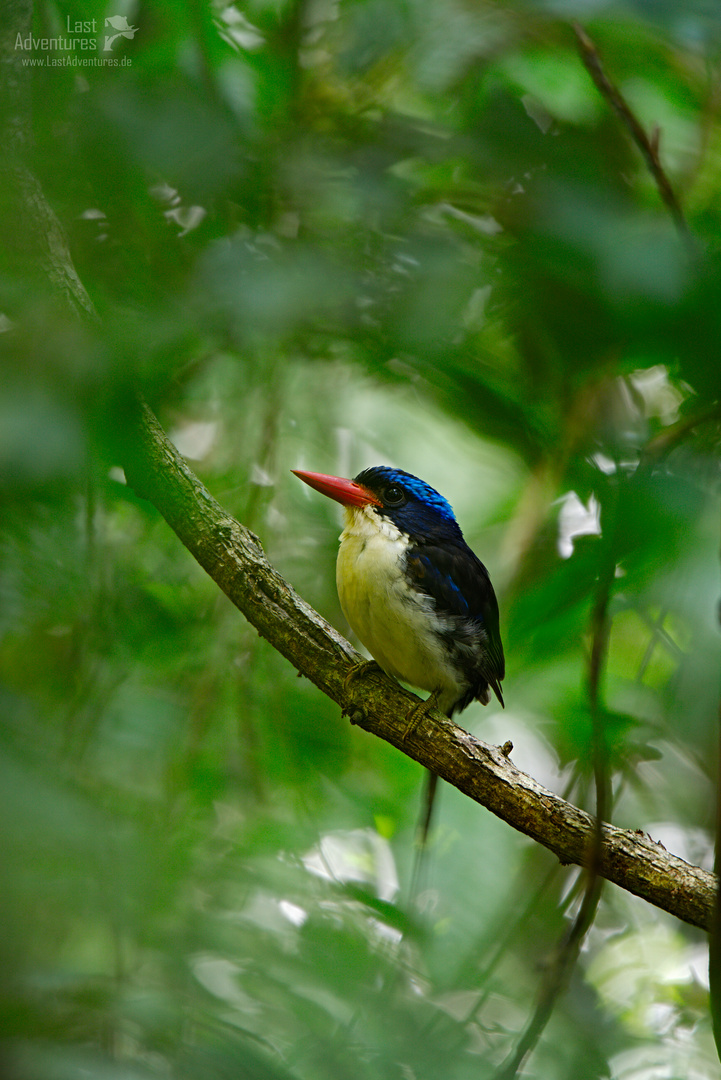 The common paradise kingfisher (Tanysiptera galatea)