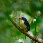 The common paradise kingfisher (Tanysiptera galatea)