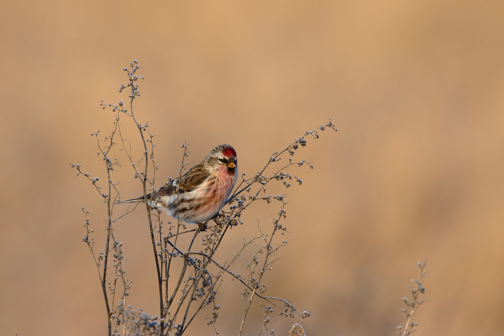 The common redpoll  (Acanthis flammea)