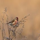 The common redpoll  (Acanthis flammea)