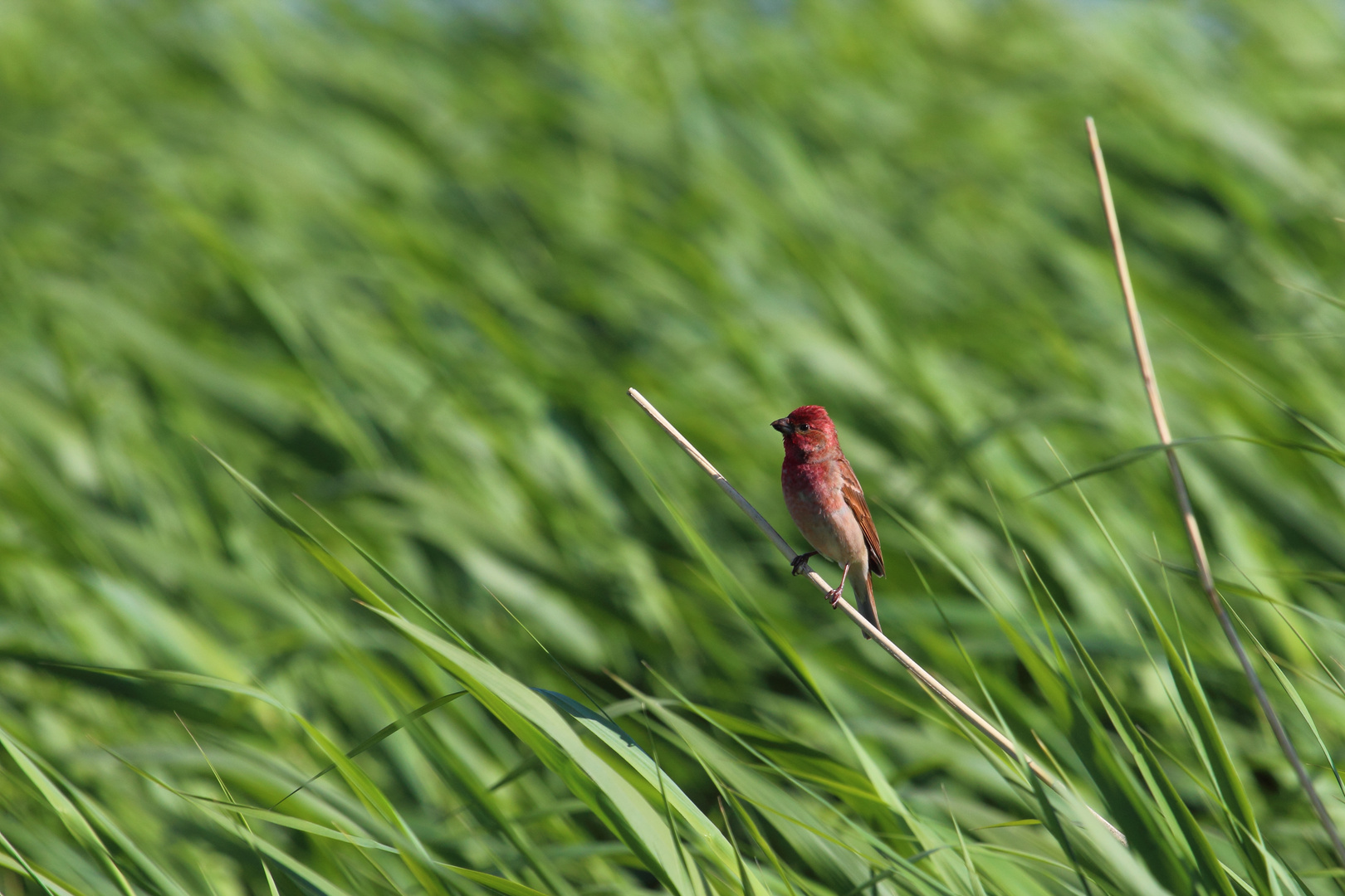 The common rosefinch (Carpodacus erythrinus