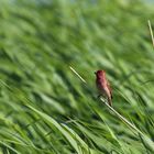 The common rosefinch (Carpodacus erythrinus