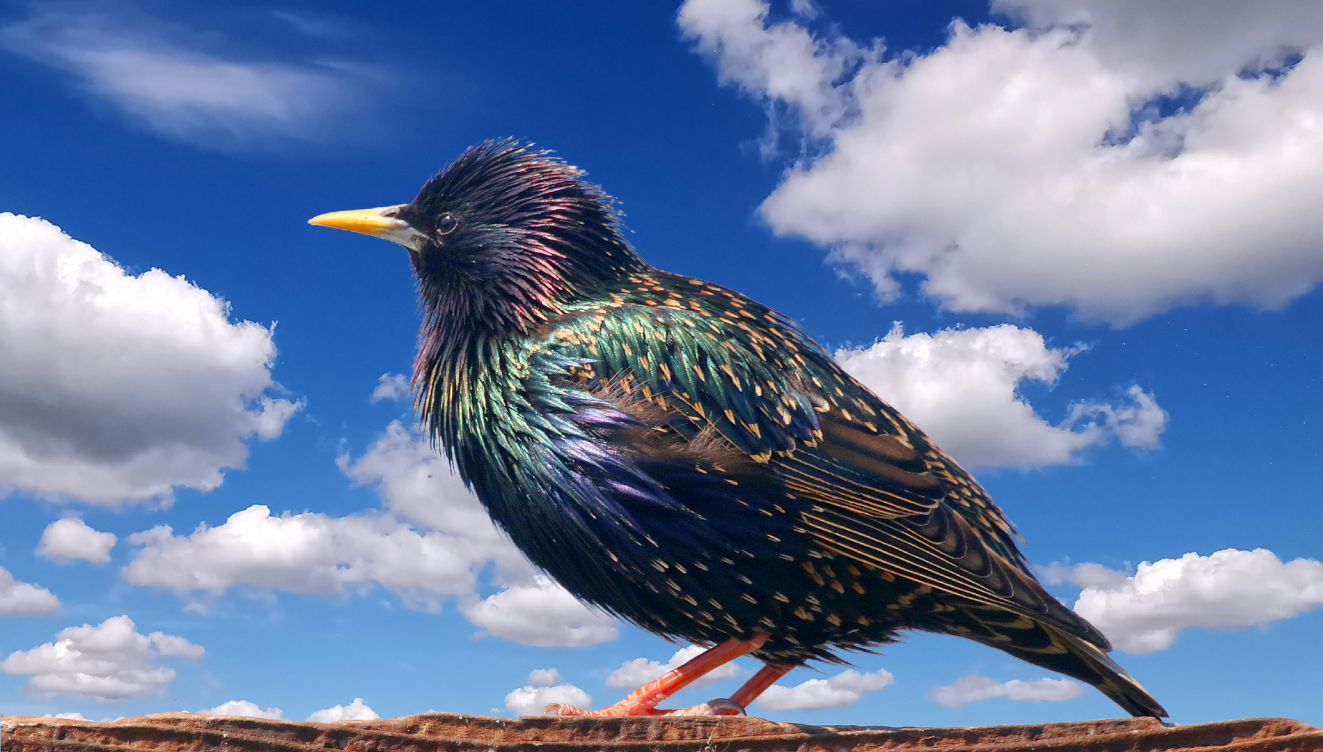 The Common Starling.