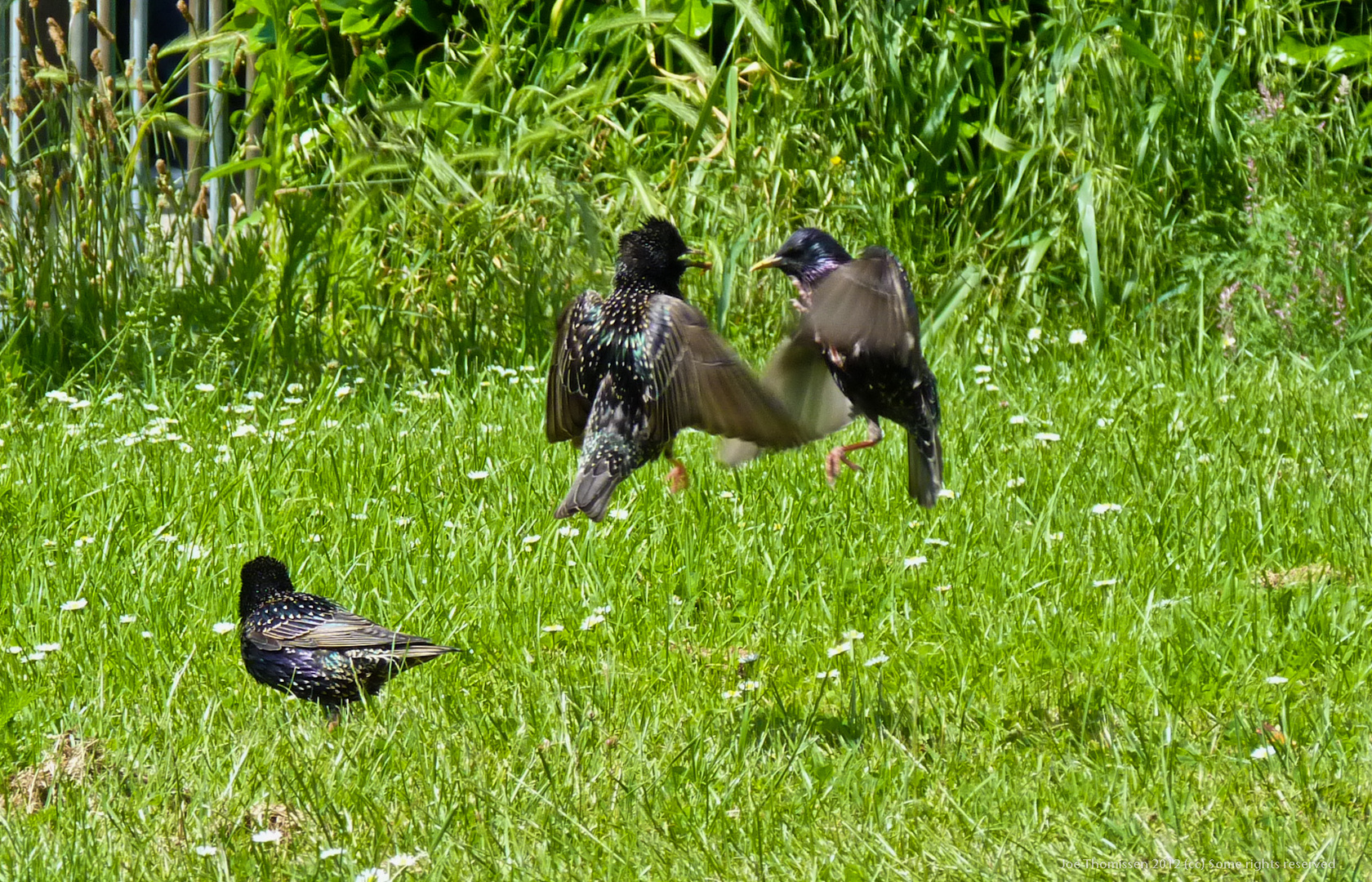 The Common Starling Air Dance