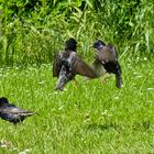 The Common Starling Air Dance