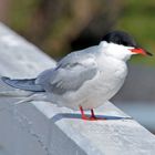 The common tern