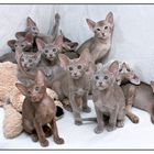 The complete litter - eleven little cats