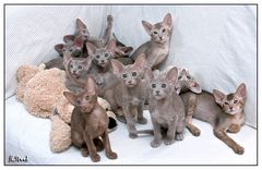 The complete litter - eleven little cats