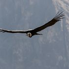 the Condor