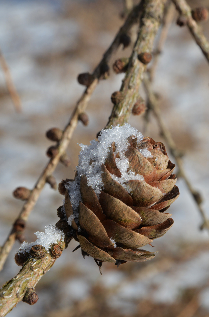 The cone of larch