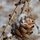 The cone of larch