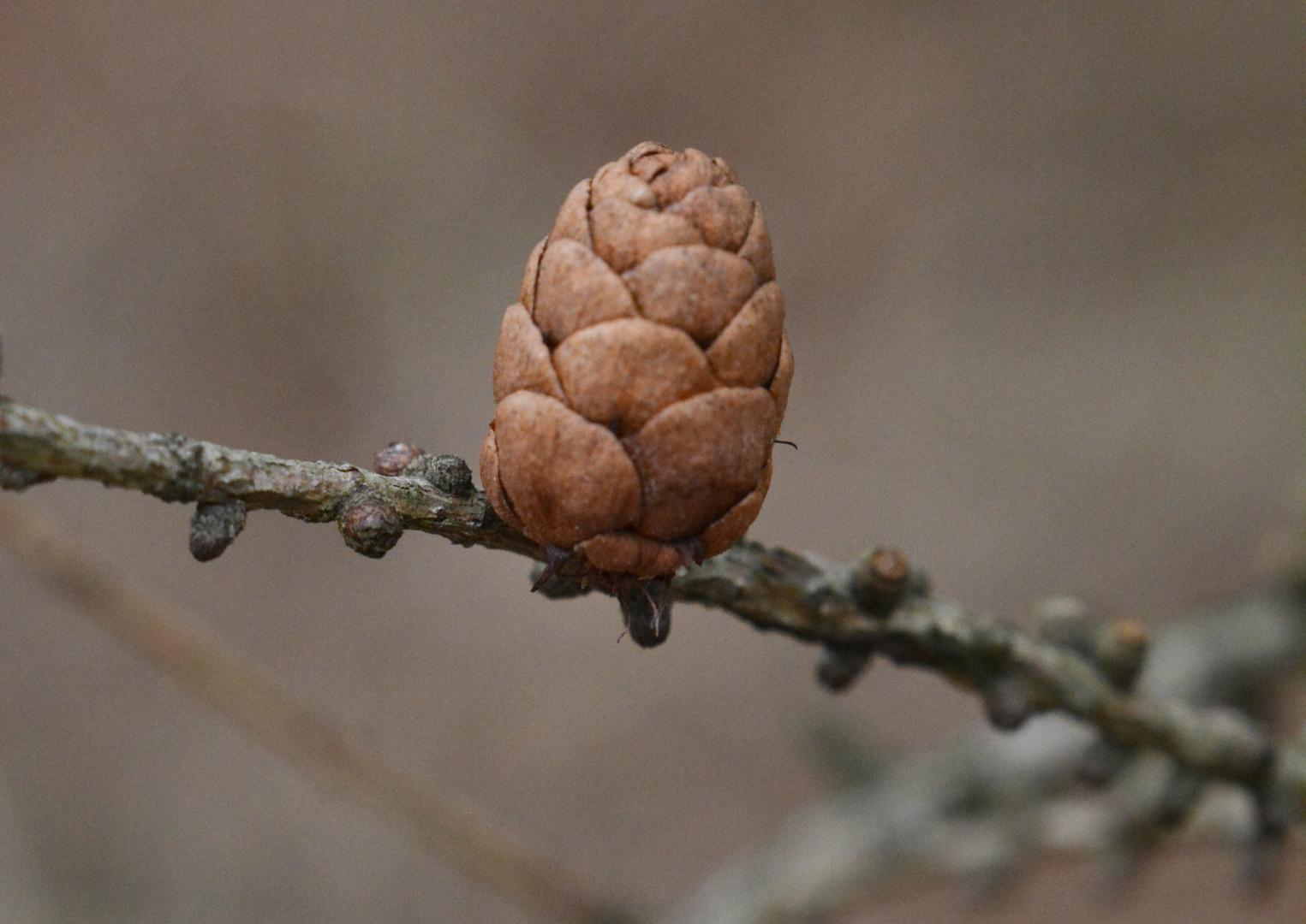 The cone of larch