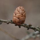 The cone of larch