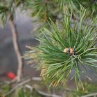 The cone of pine