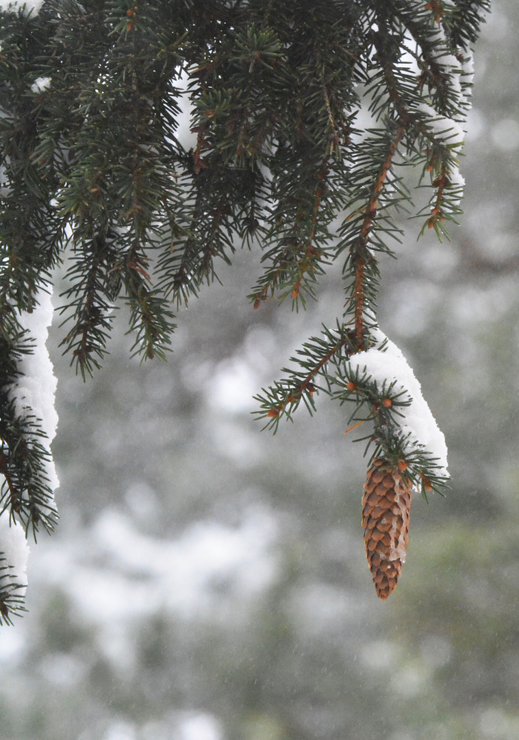 The cone of spruce on winter