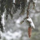 The cone of spruce on winter