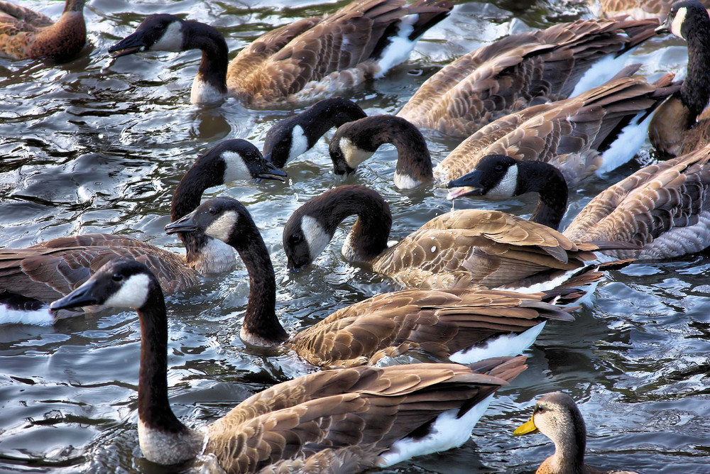 The Congregation