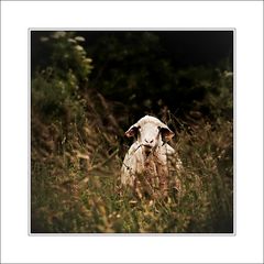 the cool sheep | das coole Schaf