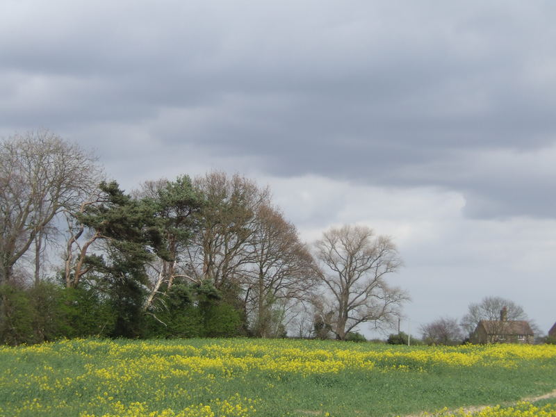 The Copse