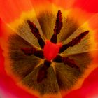 The core oder das Innerste der Tulpe!