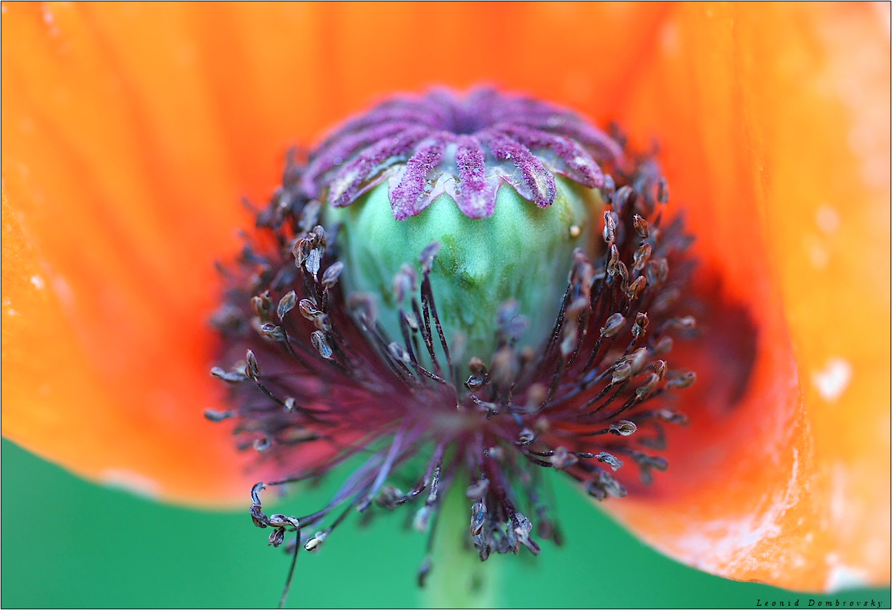 The core of poppy