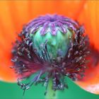 The core of poppy