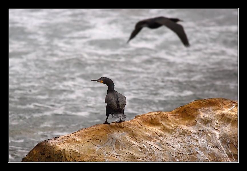 The Cormorant