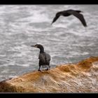 The Cormorant